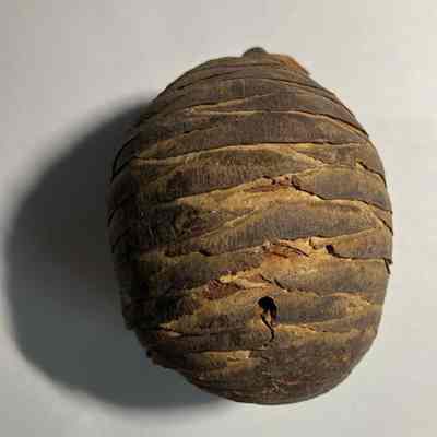 Pinecone of Lebanon