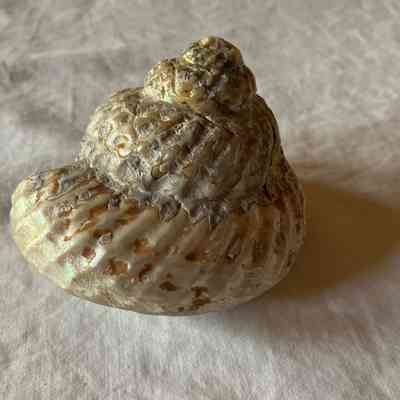 Shells