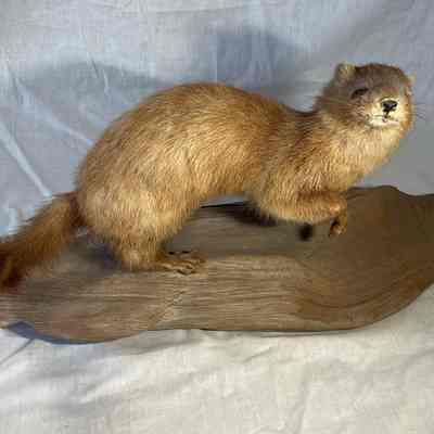 Taxidermy Mink