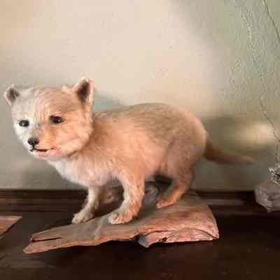 Baby fox