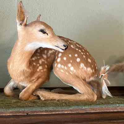 Deer