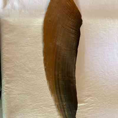 Whale baleen