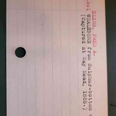 Catalog card from Historical card catalog: This card and the previous Display card do not match in terms of the type of whale.