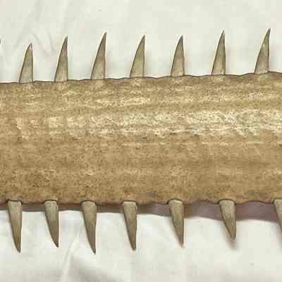 Sawfish bill