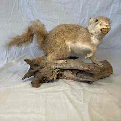 Taxidermy Squirrel