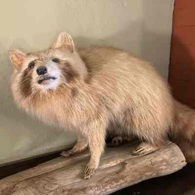 Raccoon