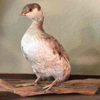 Taxidermy: Duck