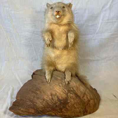 Taxidermy Gopher