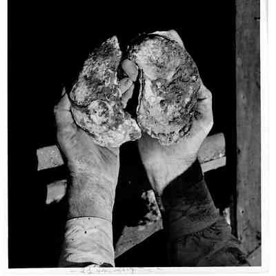 Blount Seafood 2 and a half year old oyster 25x20 black and white glossy