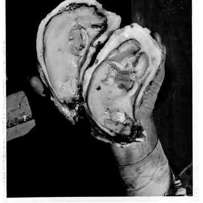 Blount Seafood oyster meat 1956-February 1957 25x20 black and white glossy