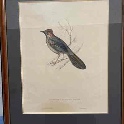 Cinclosoma Erythrocephala