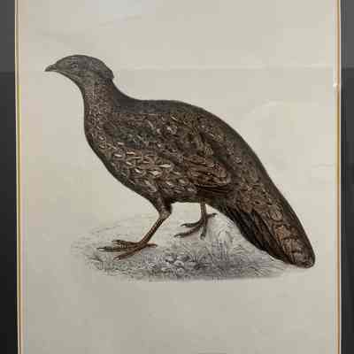 Tragopan Hastings II