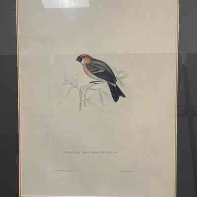 Pyrrhula Erythrocephala