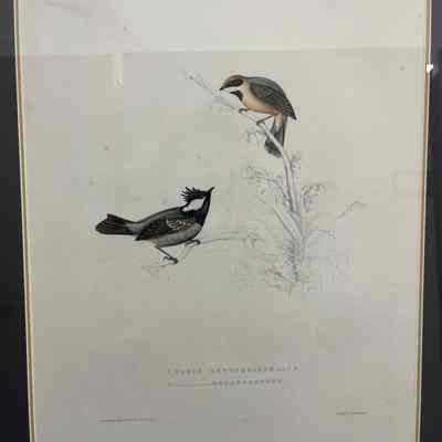 Paru Erythrocephalus..