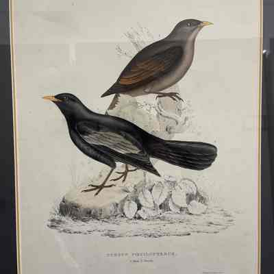 Turdus Poecilopterus