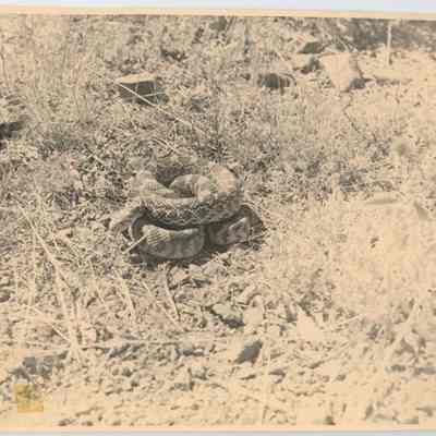 Print, Photographic