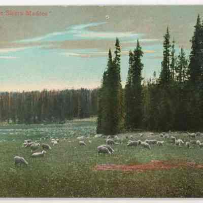 Postcard