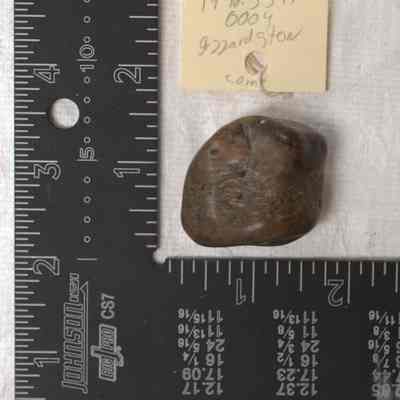 Specimen, Rock
