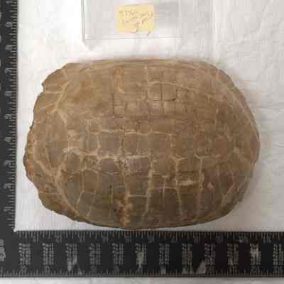 Fossil, Animal