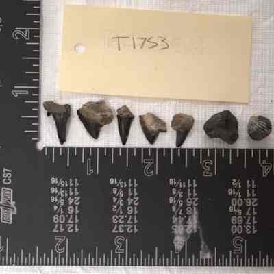 Fossil, Animal