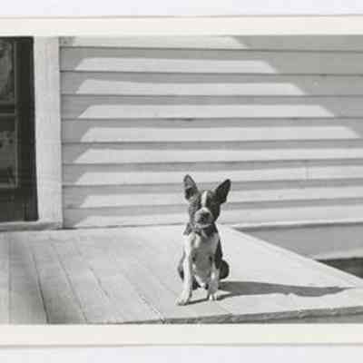Print, Photographic