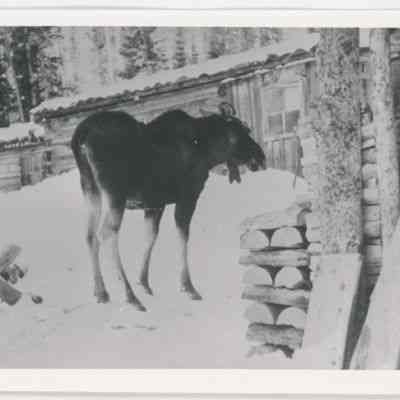Print, Photographic