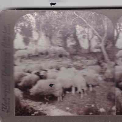 Stereograph