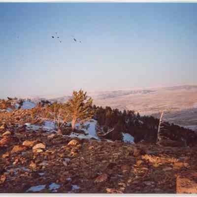 Print, Photographic