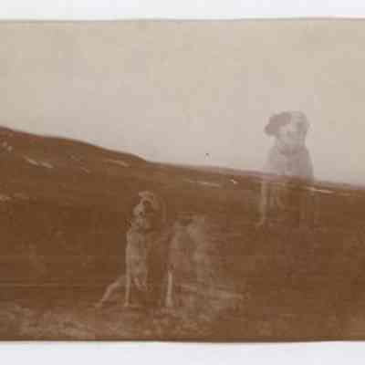 Print, Photographic