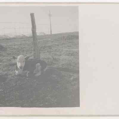 Postcard