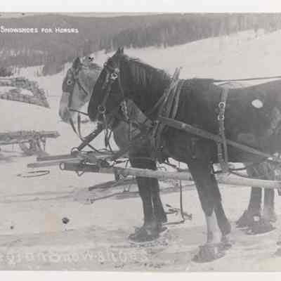 Postcard
