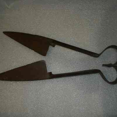 Shears, Sheep