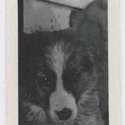 Print, Photographic