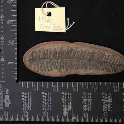 Fossil, Plant