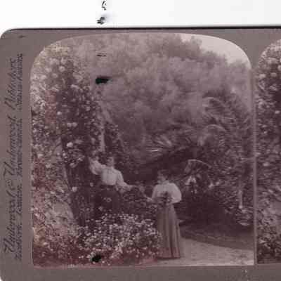 Stereograph