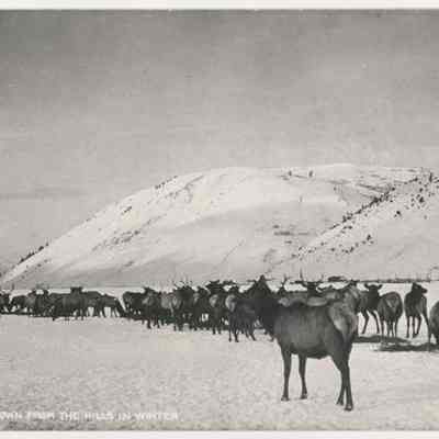 Postcard