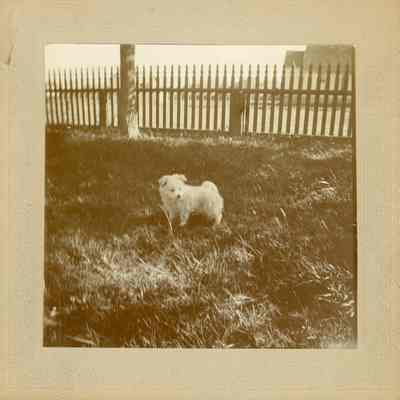 Print, Photographic