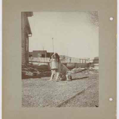 Print, Photographic