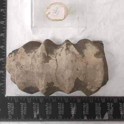 Fossil, Animal