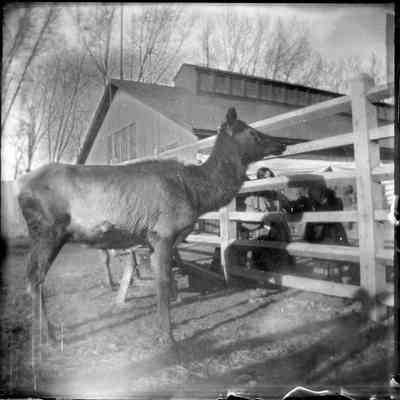 Print, Photographic