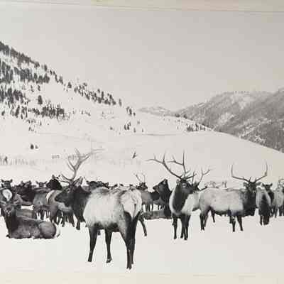 Print, Photographic