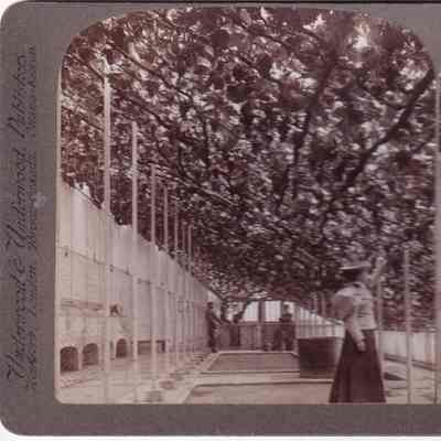 Stereograph