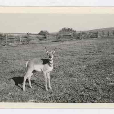 Print, Photographic