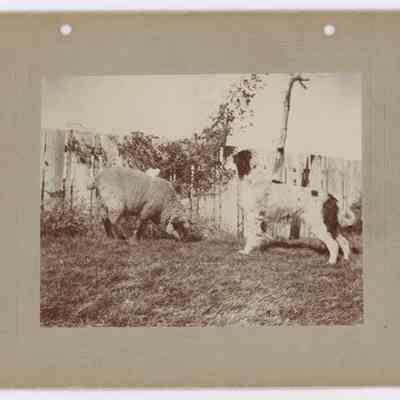 Print, Photographic