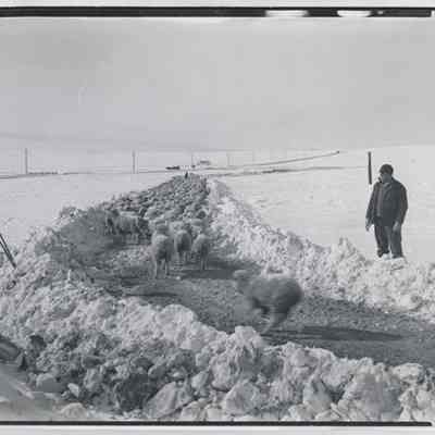 Print, Photographic