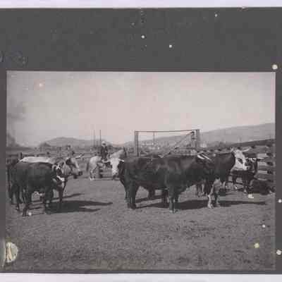 Print, Photographic