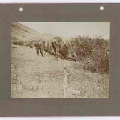 Print, Photographic