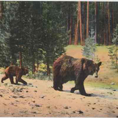 Postcard