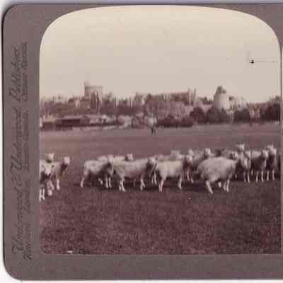 Stereograph