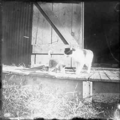 Print, Photographic